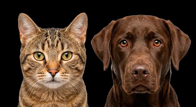 Кошки и Собаки