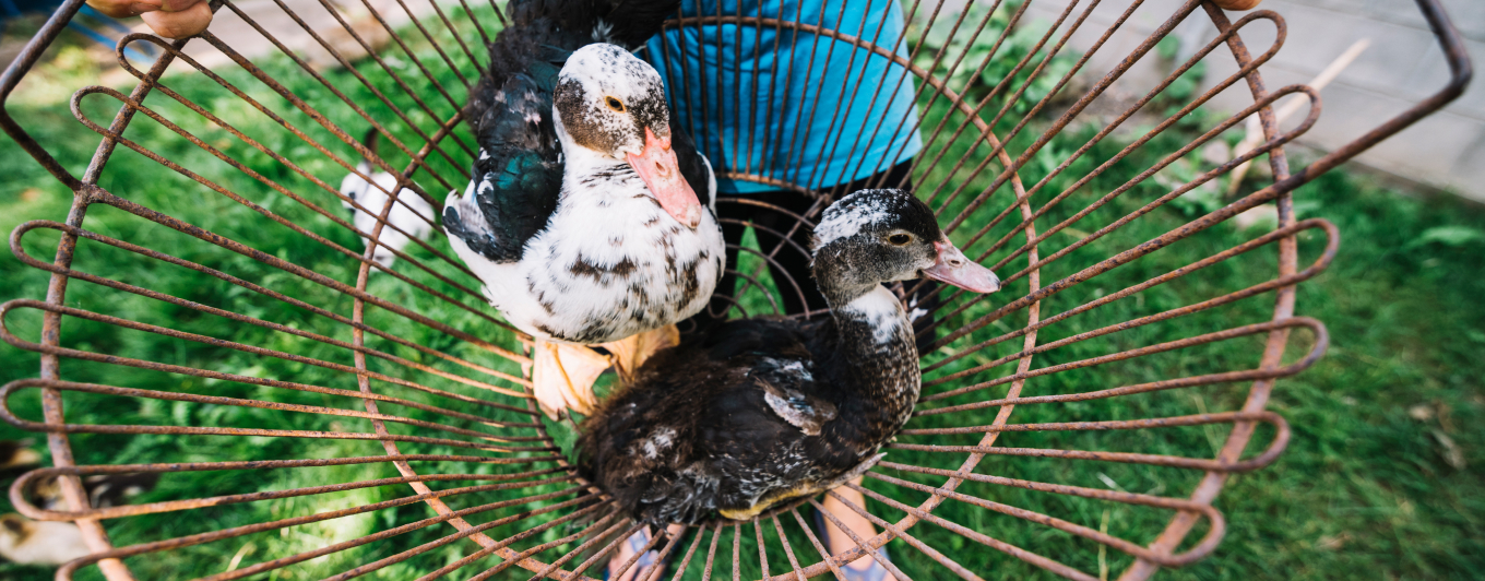 overhead-view-man-holding-ducks-metallic-cage